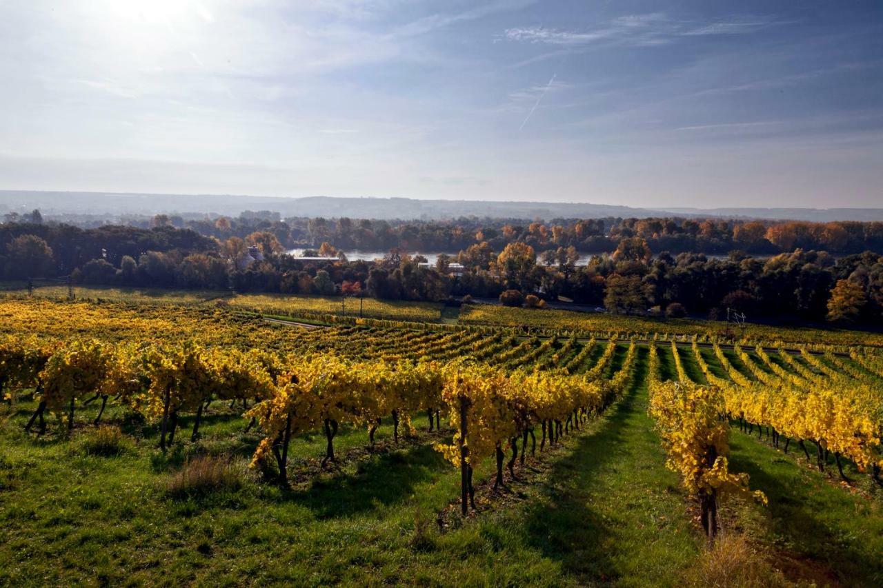 Hotel Trapp Rüdesheim am Rhein Dış mekan fotoğraf